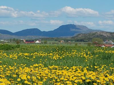 Løvetann på Ørland 